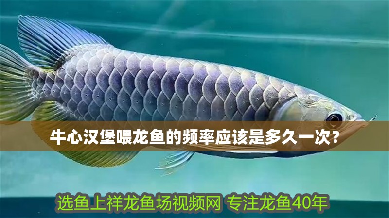 牛心漢堡喂龍魚的頻率應該是多久一次？