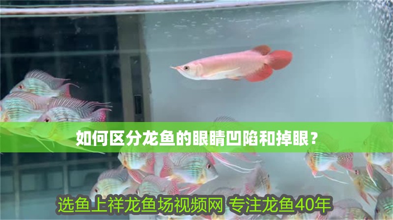 如何區分龍魚的眼睛凹陷和掉眼？ 如何區分龍魚的眼睛凹陷和掉眼？ 龍魚百科
