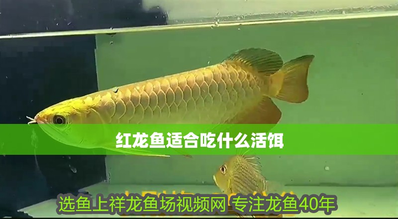 紅龍魚適合吃什么活餌