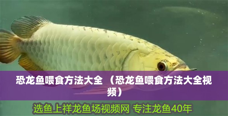 恐龍魚喂食方法大全 （恐龍魚喂食方法大全視頻）