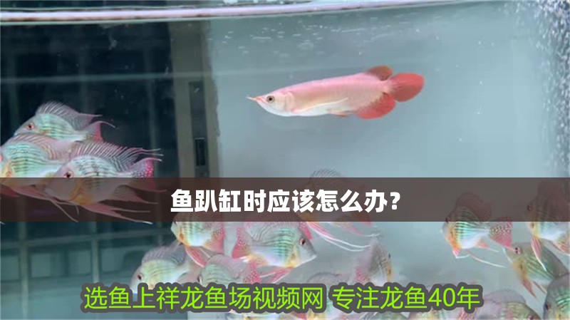 魚趴缸時應該怎么辦？