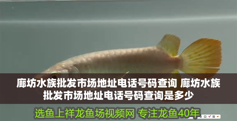 廊坊水族批發(fā)市場地址電話號碼查詢 廊坊水族批發(fā)市場地址電話號碼查詢是多少