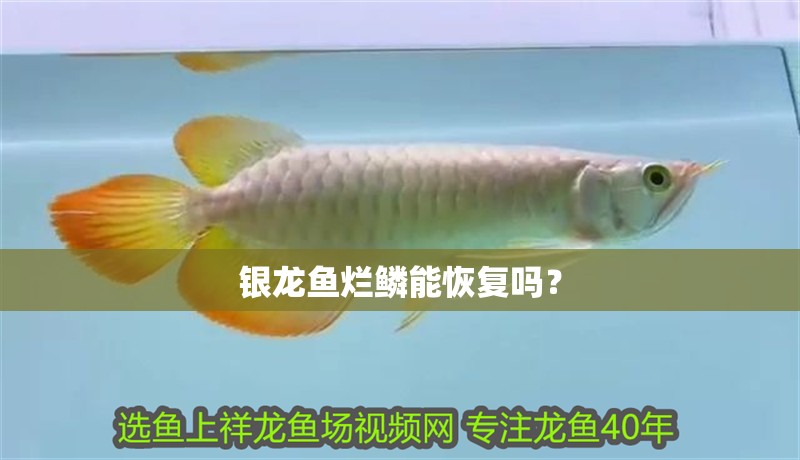 銀龍魚爛鱗能恢復嗎？ 銀龍魚爛鱗能恢復嗎？ 龍魚百科