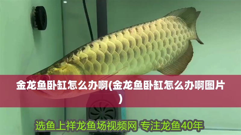 金龍魚臥缸怎么辦啊(金龍魚臥缸怎么辦啊圖片)
