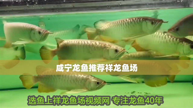 咸寧龍魚(yú)推薦祥龍魚(yú)場(chǎng)