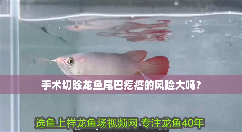 手術切除龍魚尾巴疙瘩的風險大嗎？