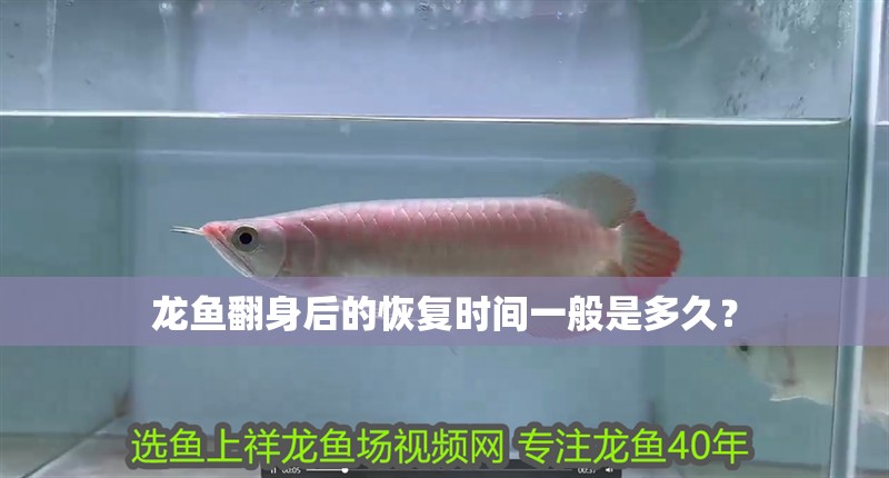 龍魚翻身后的恢復(fù)時間一般是多久？