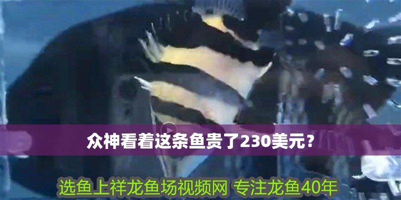 眾神看著這條魚貴了230美元？ 眾神看著這條魚貴了230美元？ 觀賞魚百科