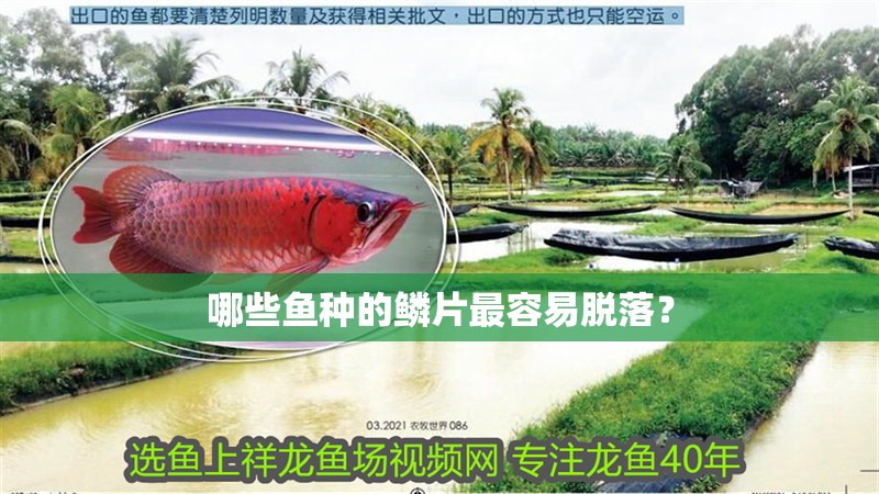 哪些魚種的鱗片最容易脫落？