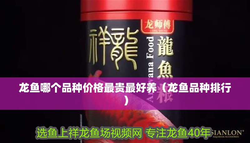 龍魚哪個品種價格最貴最好養（龍魚品種排行）
