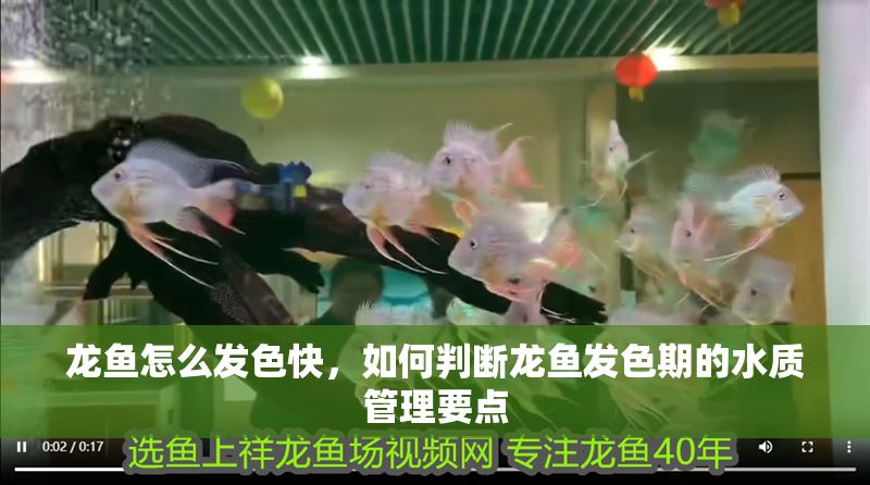 龍魚怎么發色快，如何判斷龍魚發色期的水質管理要點