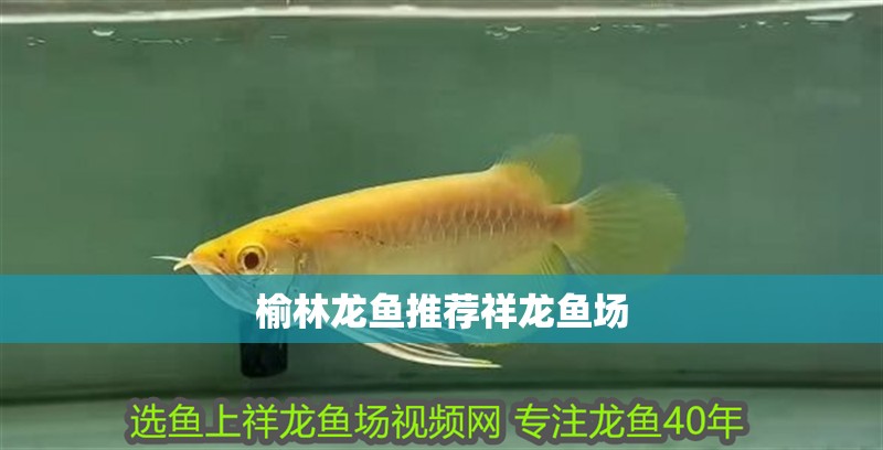 榆林龍魚推薦祥龍魚場
