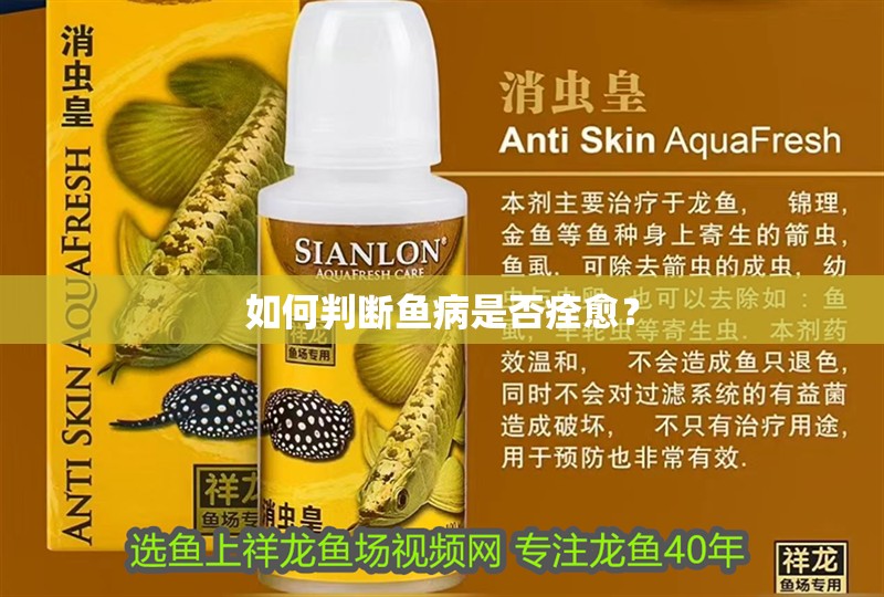 如何判斷魚病是否痊愈？