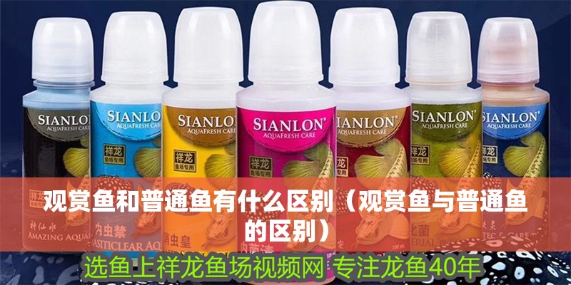 觀賞魚和普通魚有什么區(qū)別（觀賞魚與普通魚的區(qū)別）