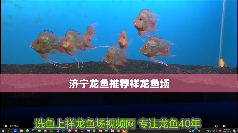 濟寧龍魚推薦祥龍魚場