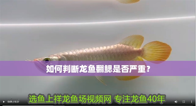如何判斷龍魚翻鰓是否嚴(yán)重？