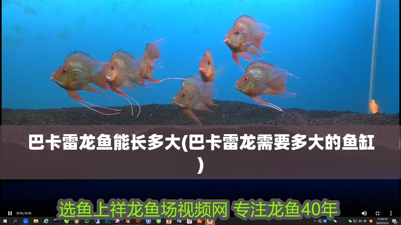巴卡雷龍魚能長多大(巴卡雷龍需要多大的魚缸)