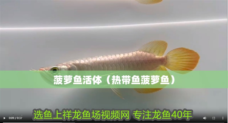 菠蘿魚活體（熱帶魚菠蘿魚）