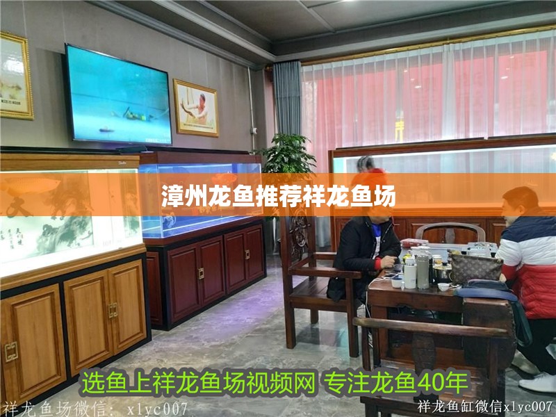 漳州龍魚推薦祥龍魚場