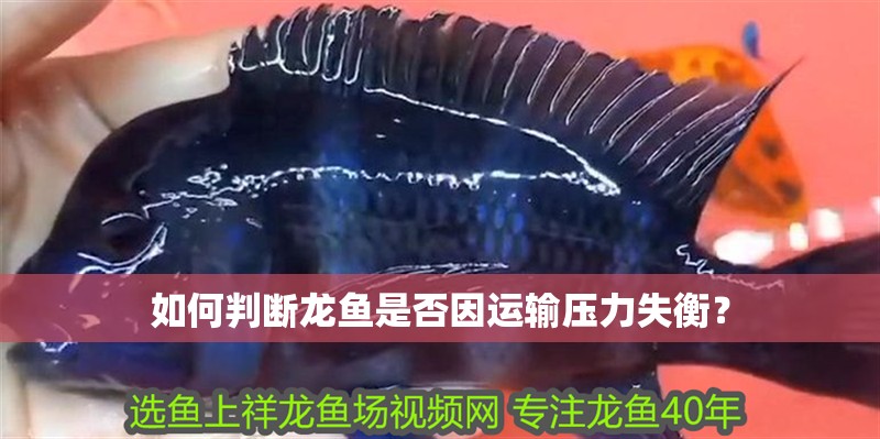 如何判斷龍魚是否因運(yùn)輸壓力失衡？