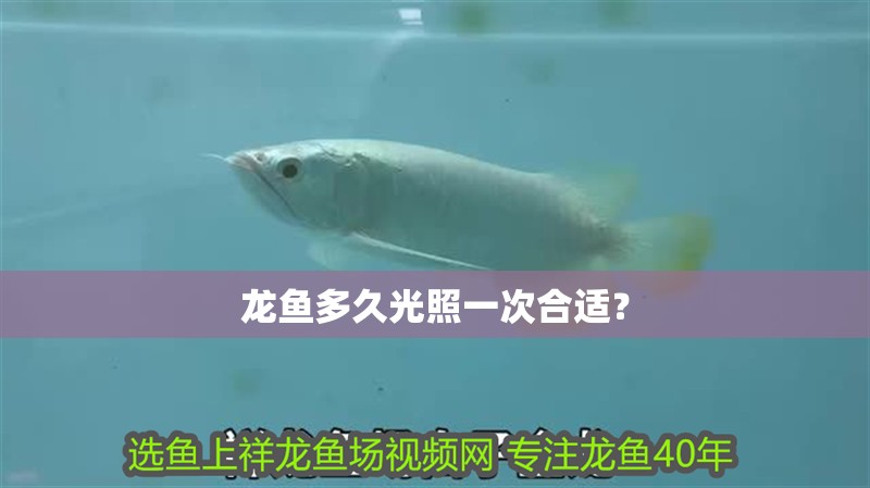 龍魚多久光照一次合適？