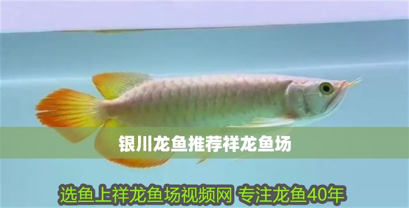 銀川龍魚推薦祥龍魚場