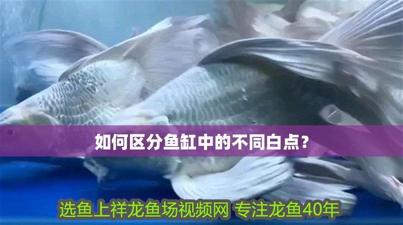如何區分魚缸中的不同白點？