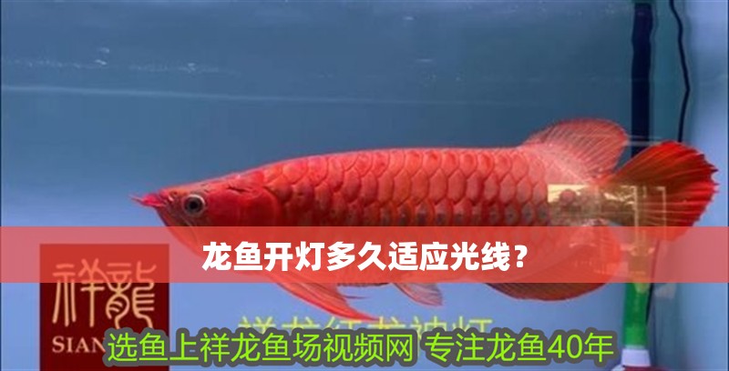 龍魚開燈多久適應光線？