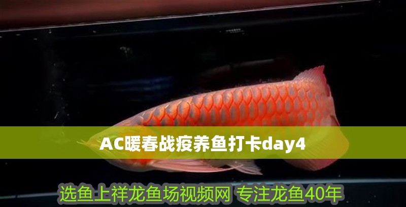 AC暖春戰疫養魚打卡day4