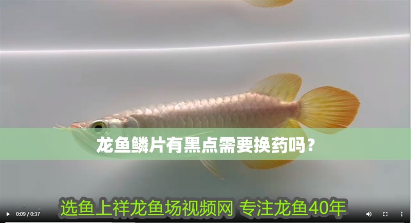 龍魚鱗片有黑點(diǎn)需要換藥嗎？