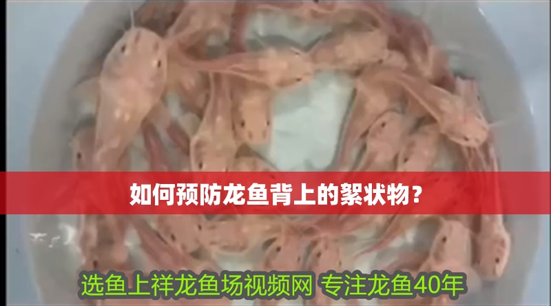 如何預(yù)防龍魚背上的絮狀物？