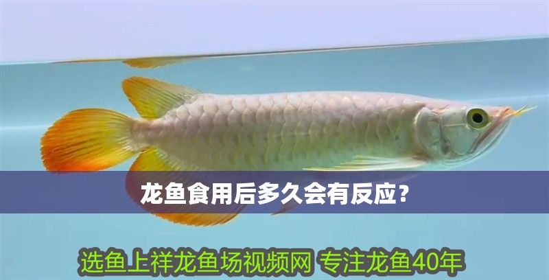 龍魚食用后多久會有反應？