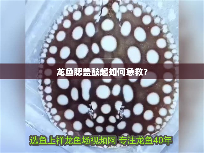 龍魚腮蓋鼓起如何急救？
