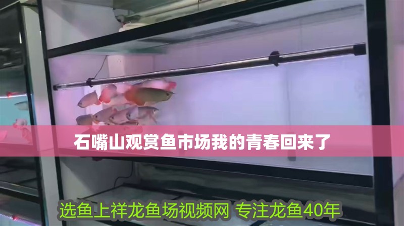 龍魚干蝦有營養(yǎng)嗎 石嘴山觀賞魚市場我的青春回來了 觀賞魚百科 石嘴山觀賞魚市場我的青春回來了 石嘴山觀賞魚市場我的青春回來了 觀賞魚百科