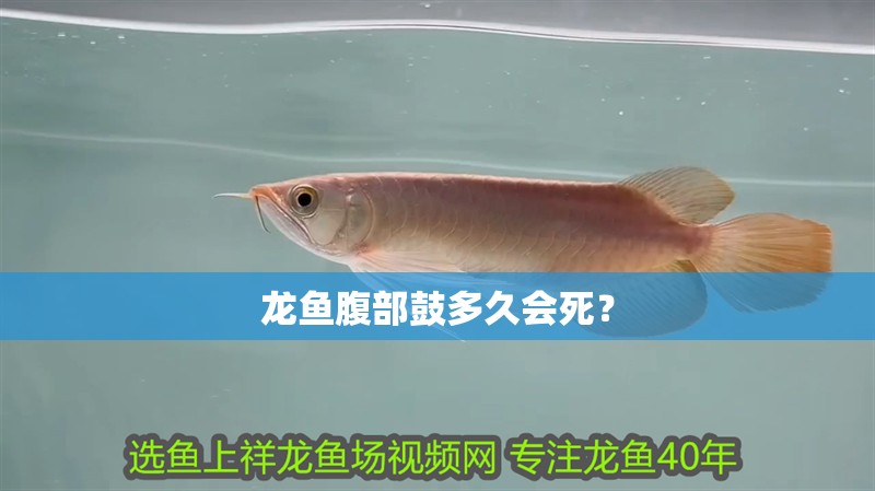 龍魚腹部鼓多久會死？
