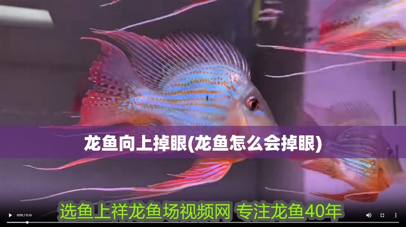 龍魚向上掉眼(龍魚怎么會掉眼)