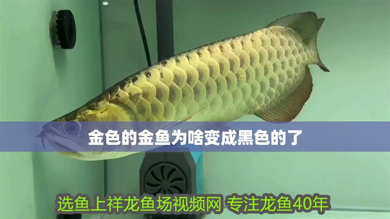 金色的金魚為啥變成黑色的了