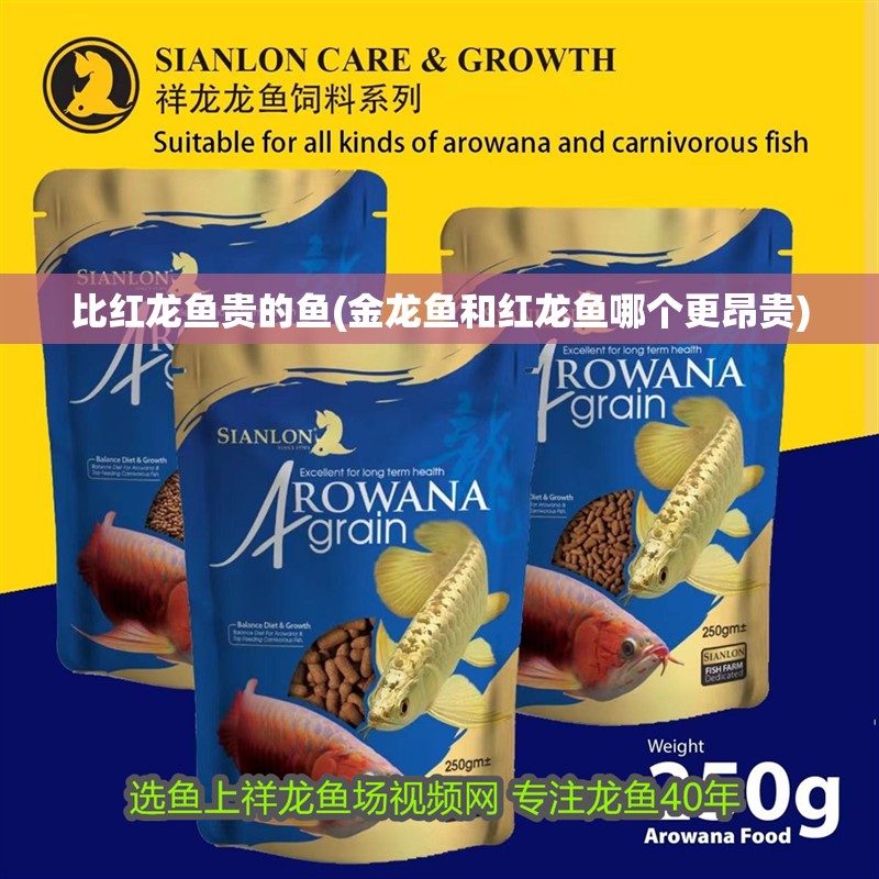 比紅龍魚貴的魚(金龍魚和紅龍魚哪個更昂貴)