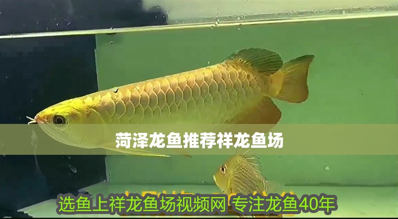 菏澤龍魚推薦祥龍魚場 菏澤龍魚推薦祥龍魚場 vs祥龍魚場