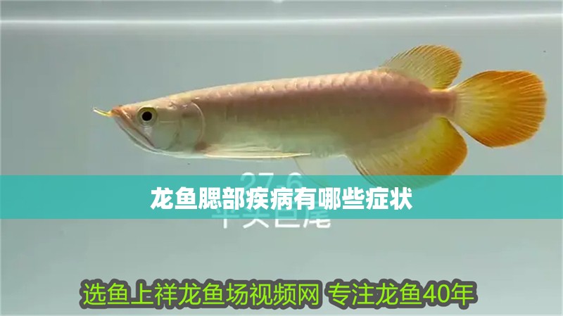 龍魚腮部疾病有哪些癥狀