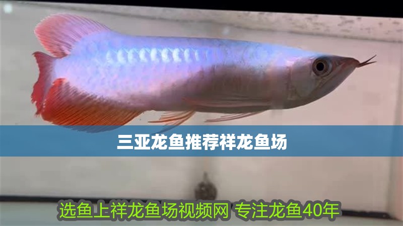 三亞龍魚推薦祥龍魚場(chǎng)