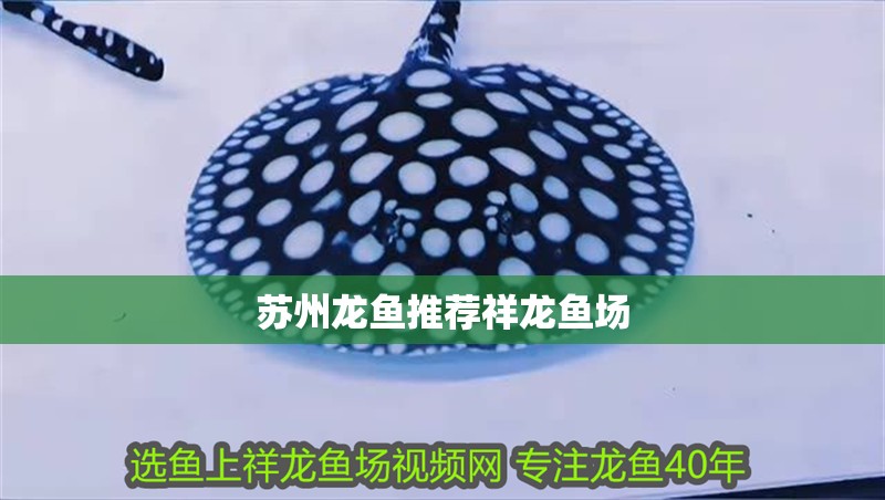 蘇州龍魚推薦祥龍魚場
