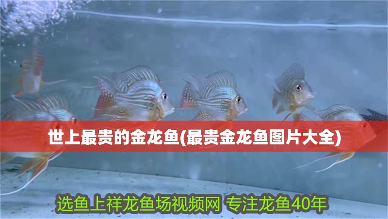 世上最貴的金龍魚(最貴金龍魚圖片大全)