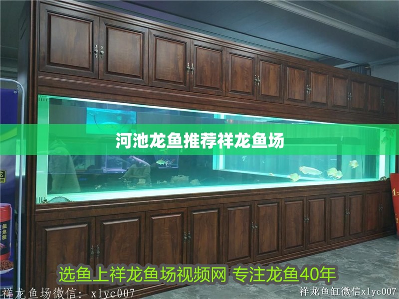 河池龍魚推薦祥龍魚場 河池龍魚推薦祥龍魚場 vs祥龍魚場