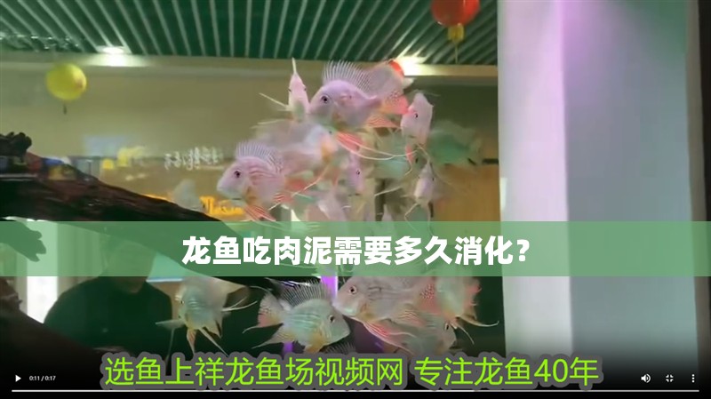 龍魚吃肉泥需要多久消化？
