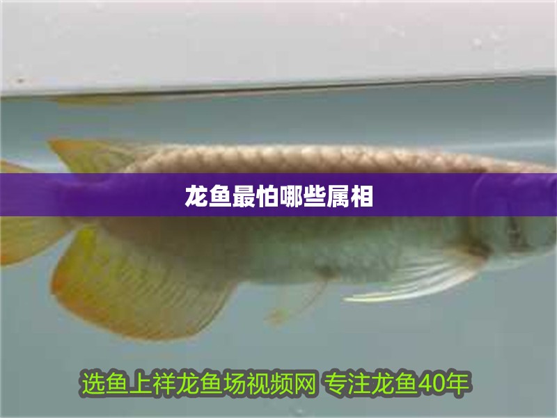 龍魚最怕哪些屬相