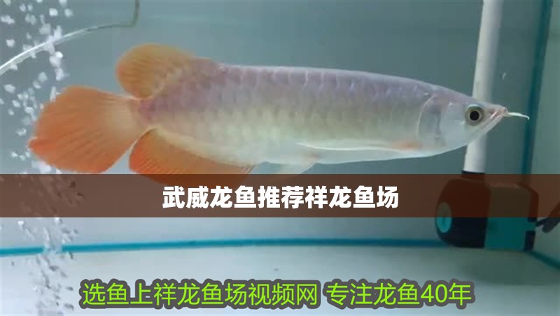 武威龍魚推薦祥龍魚場