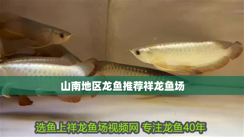 山南地區(qū)龍魚推薦祥龍魚場