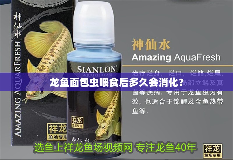 龍魚面包蟲喂食后多久會消化？