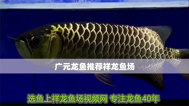 廣元龍魚推薦祥龍魚場